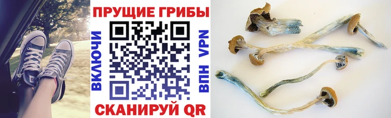 Галлюциногенные грибы Psilocybine cubensis  где купить наркоту  Новосокольники 